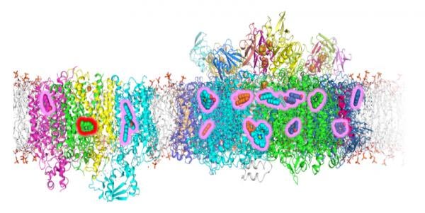 Structures Photosystème Cellules cyanobactériennes