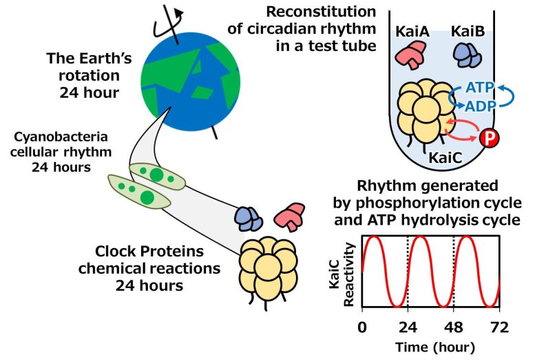 Protéines d'horloge générant les rythmes circadiens des cyanobactéries