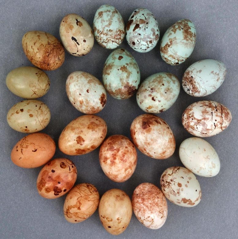 Mimétisme des œufs de Prinia à flancs fauves par le Coucou.