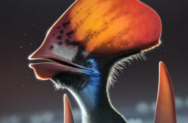 La découverte d'un ptérosaure résout le mystère des plumes anciennes : Les reptiles volants pouvaient changer la couleur de leurs plumes.