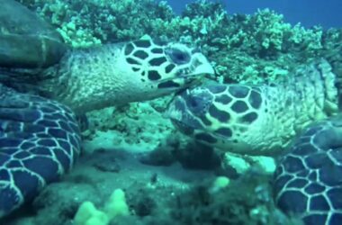 Snuggling Sea Turtles