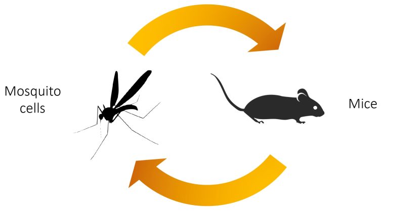 Cycle d'infection par le virus Zika