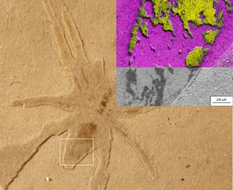 Fossile d'araignée d'Aix-en-Provence avec diatomées