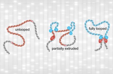 Chromatin Loops