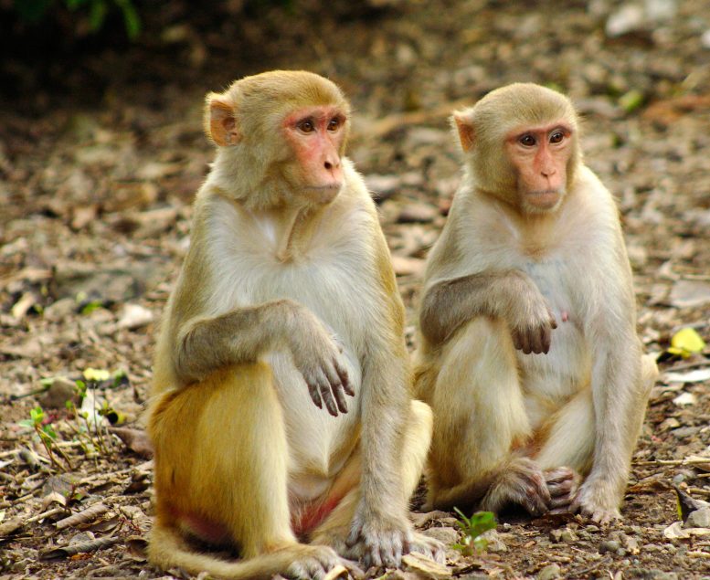 Macaques rhésus à Cayo Santiago