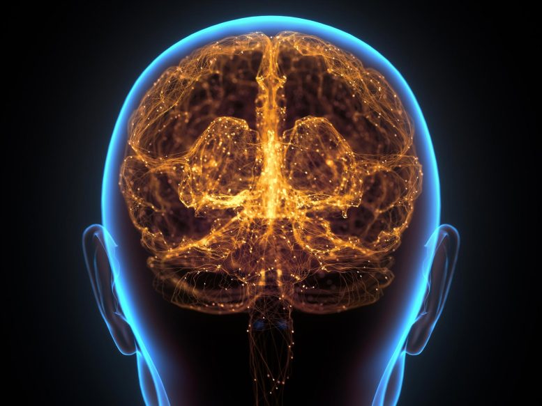 Réseau neuronal du cerveau humain Cortex cérébral
