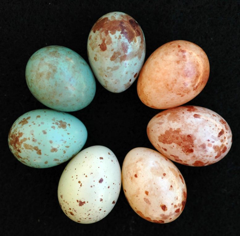 Des œufs de pinson des marais pondus par différentes femelles