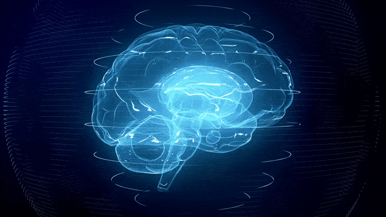 Illustration du cerveau en 3D