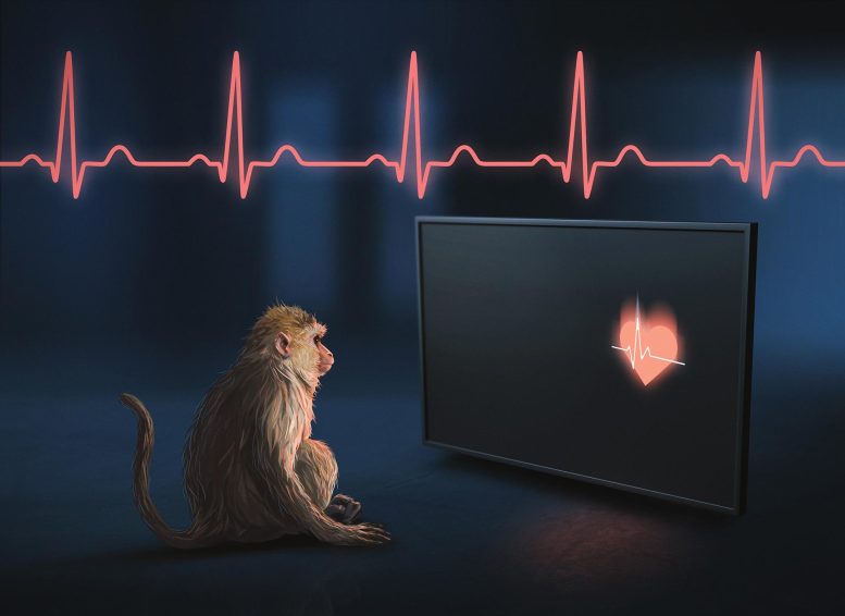 Le singe rhésus perçoit son propre rythme cardiaque.