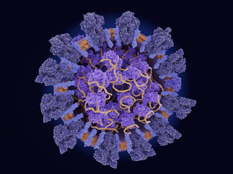 Structure du coronavirus SRAS-CoV-2