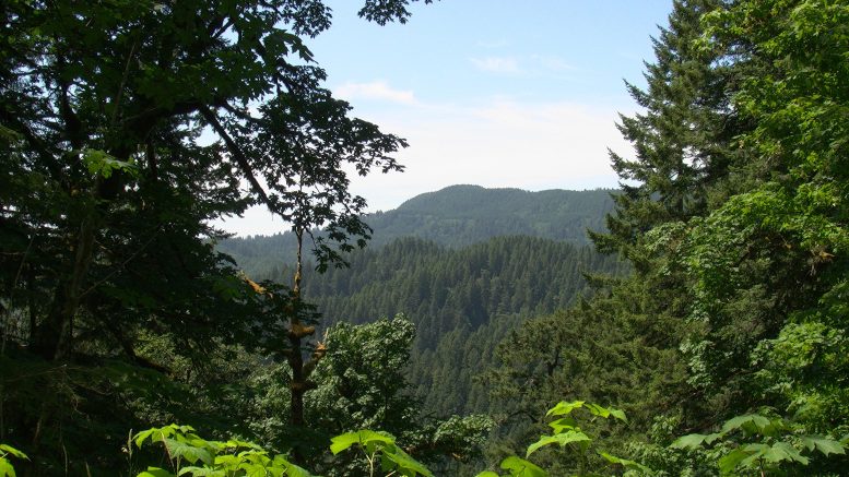 Forêt nationale de Siuslaw