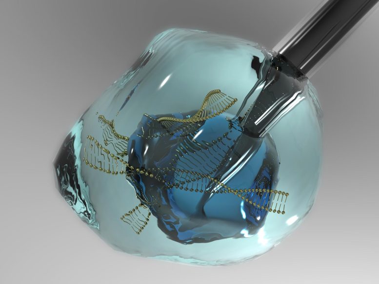Illustration d'une cellule souche pluripotente induite