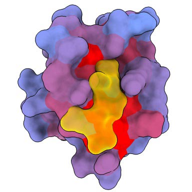 Sites allostériques et actifs de la protéine humaine PDZ3 (Front)
