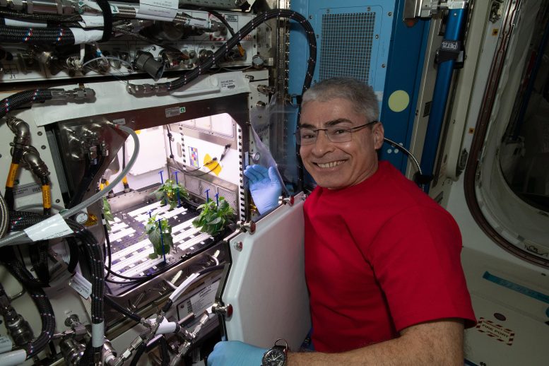 L'astronaute de la NASA et ingénieur de vol de l'expédition 65 Mark Vande Hei Plant Habitat