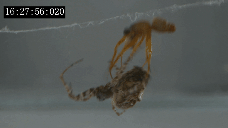 Araignée mâle se catapultant de la femelle