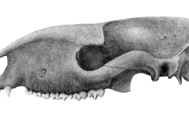 CT Scans Prehistoric Mammal Skulls