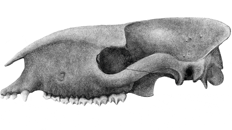 Scanner des crânes de mammifères préhistoriques