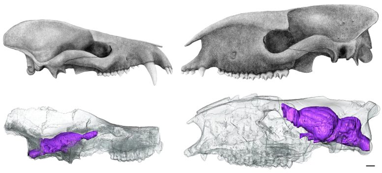 Scans CT de crânes de mammifères préhistoriques