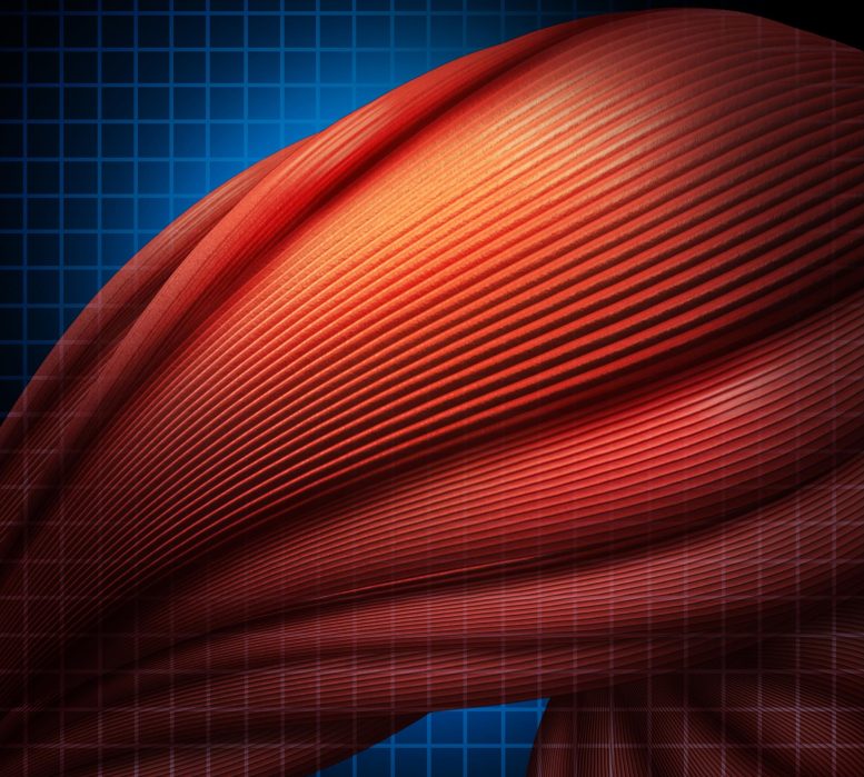 Illustration d'un muscle humain