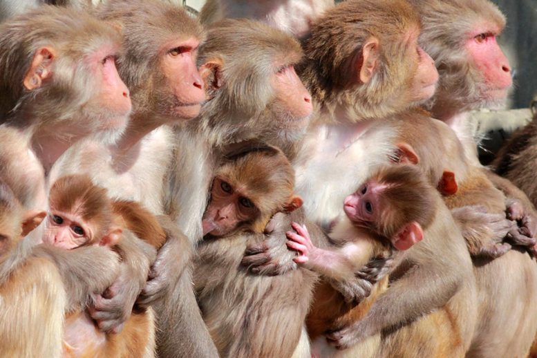 Singes macaques rhésus femelles et nourrissons