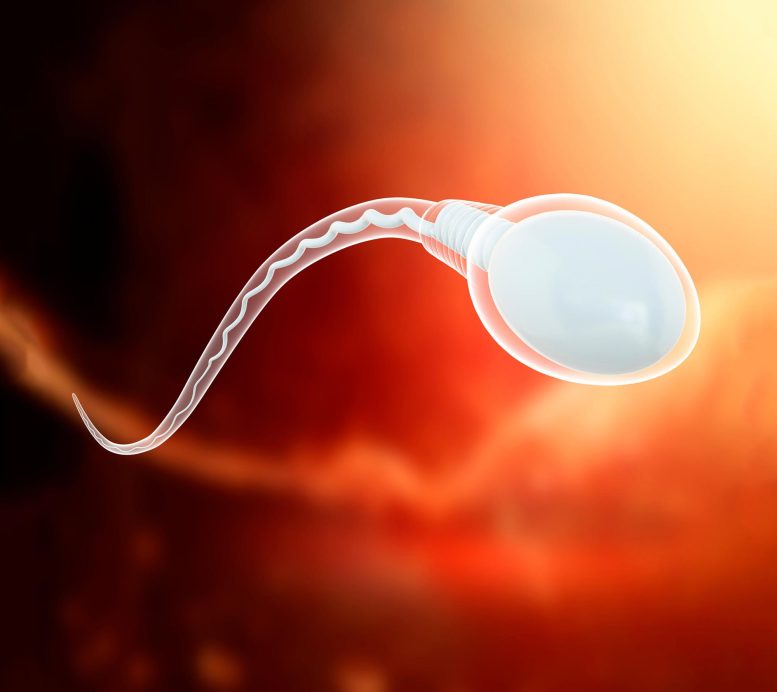 Illustration d'une cellule de sperme