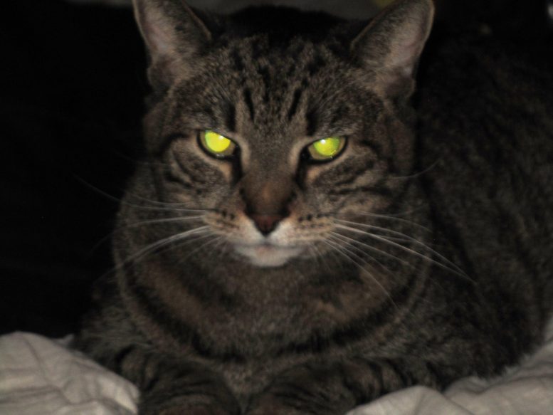 L'oeil du chat brille dans le noir