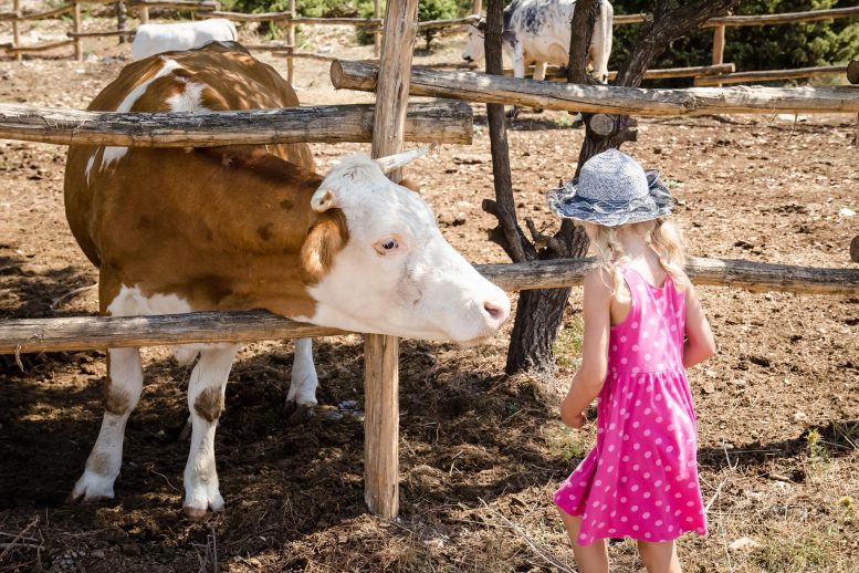 Enfant avec une vache