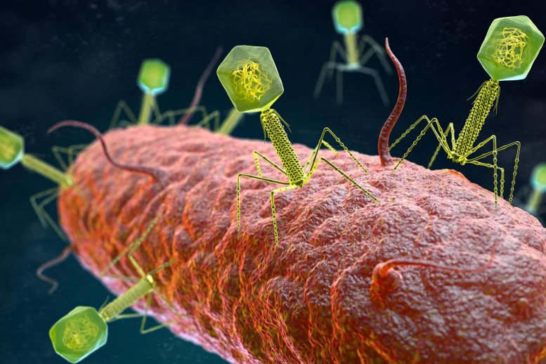 Un virus bactériophage s'attaque aux bactéries