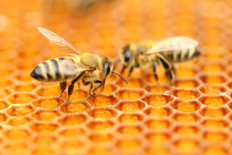 Le rayon de miel des abeilles