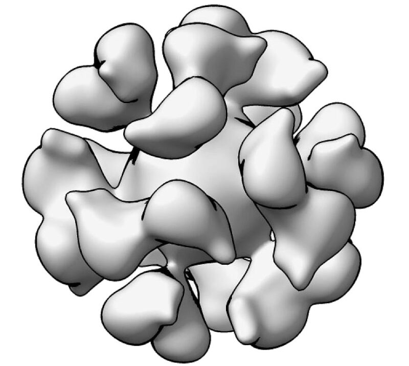 EBV gp350-Ferritin Nanoparticle