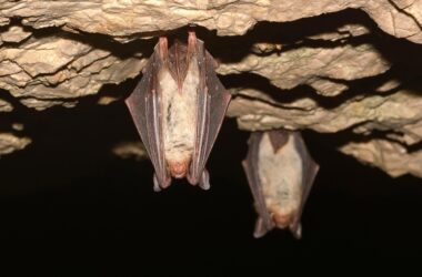 Greater Mouse-Eared Bats