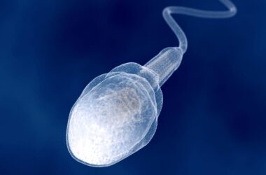Giant Sperm Cell Illustration