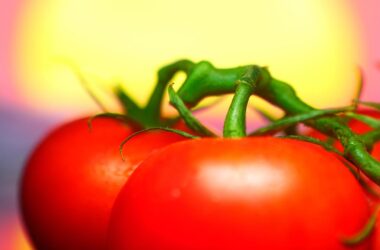 Jie Li Examines Vitamin D Enriched Tomatoes
