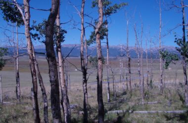 Feux de forêt, sécheresse et insectes : Le changement climatique augmente les risques de mort des arbres