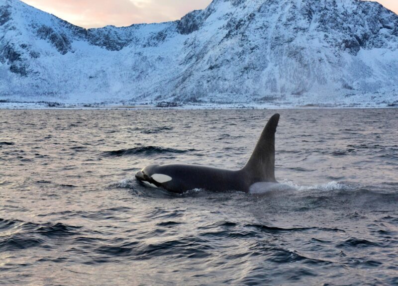 Les populations d'orques envahissent l'Arctique - Découvrez les secrets de leur graisse