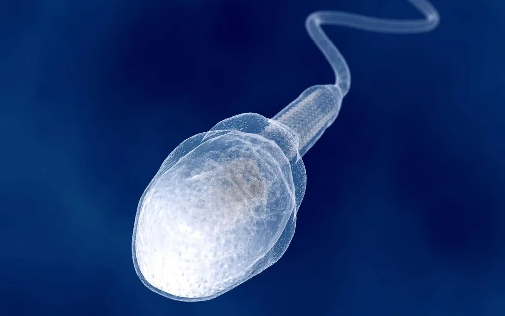 Illustration d'une cellule de sperme géante