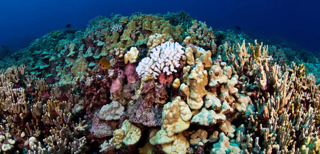 Blanchiment du corail à Hawaï