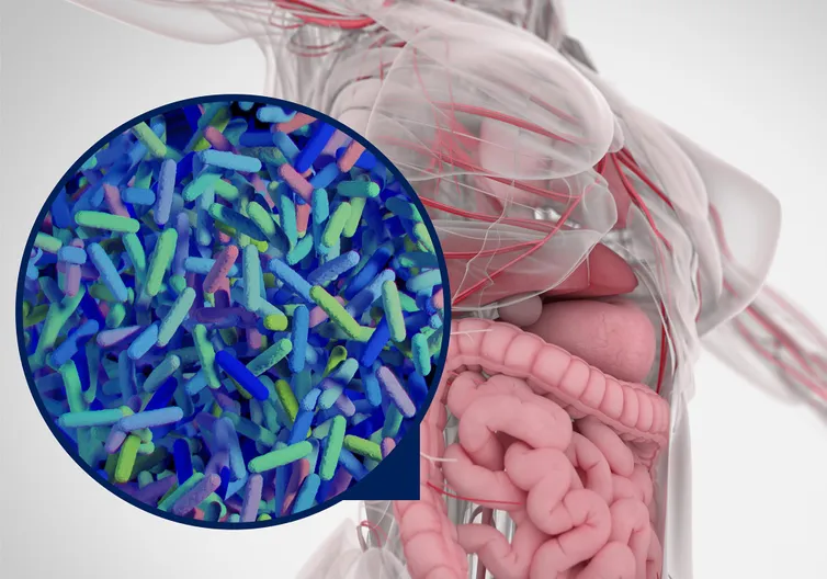 Illustration du microbiome intestinal humain