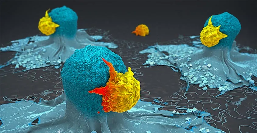 Les cellules T attaquent les cellules cancéreuses