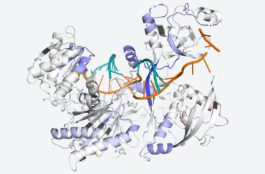Argonaute Protein