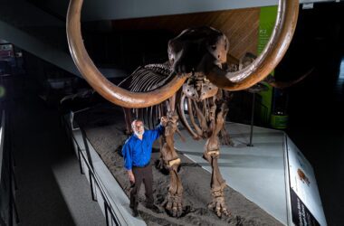 Le mastodonte tué lors d'une bataille sanglante il y a 13 200 ans révèle la migration annuelle d'un animal disparu.