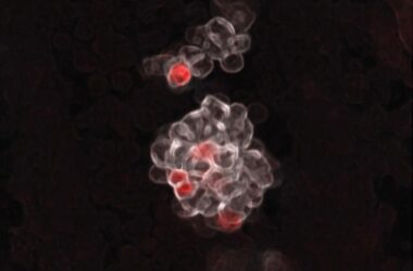 Birth of Blood-Forming Cells