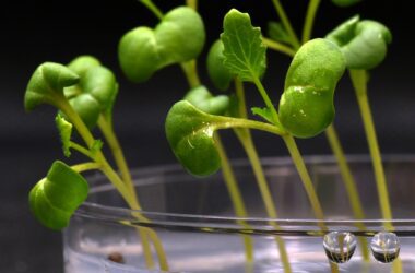 La photosynthèse artificielle peut produire de la nourriture dans l'obscurité totale