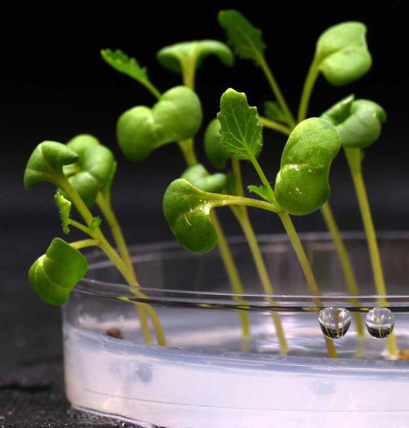 La photosynthèse artificielle peut produire de la nourriture dans l'obscurité totale