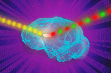 Des ingénieurs du MIT amplifient les signaux des capteurs fluorescents, offrant ainsi un aperçu unique de l'intérieur des cellules vivantes.