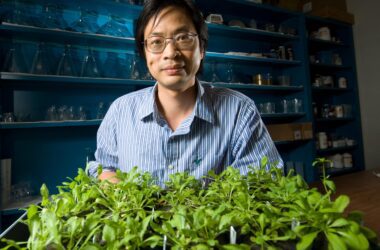 Garder de la nourriture sur la table dans un monde qui se réchauffe : Renforcer l'immunité des plantes contre la chaleur