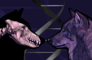 L'ADN des loups de l'ère glaciaire révèle que les chiens sont issus de deux populations distinctes d'anciens loups.