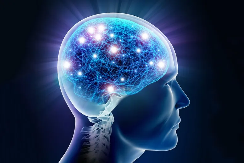 Neurones de la mémoire du cerveau humain