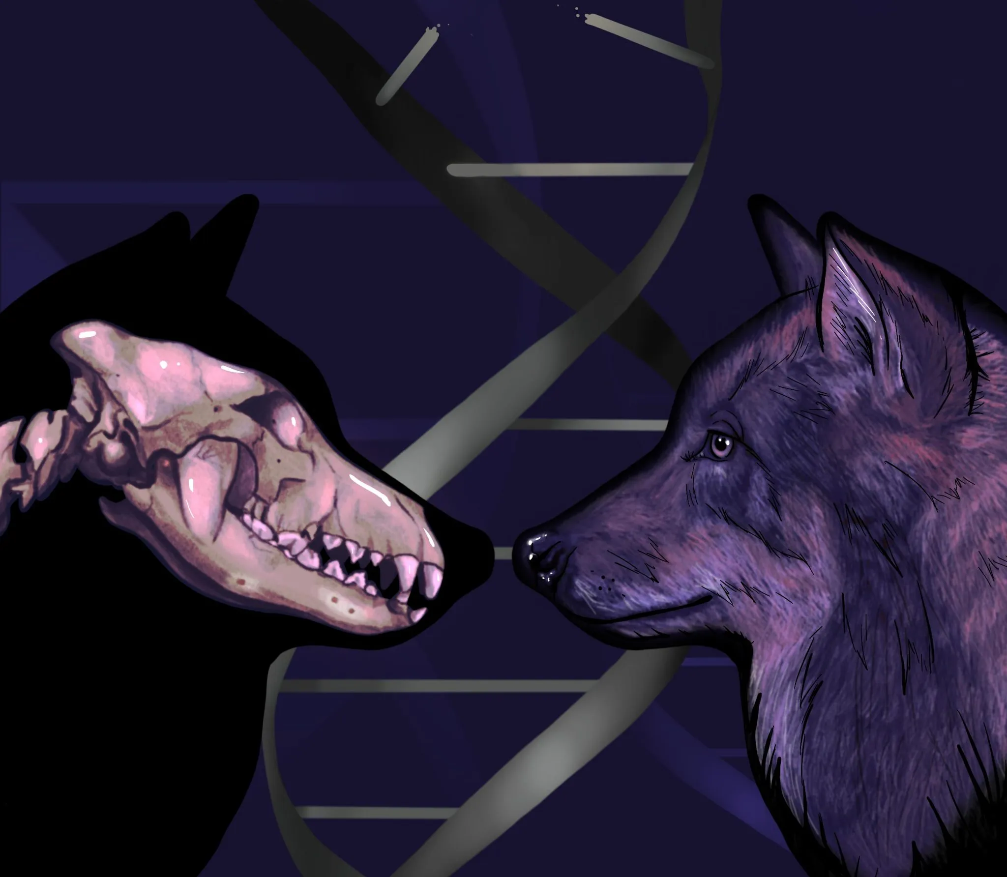 L'ADN du loup de l'ère glaciaire