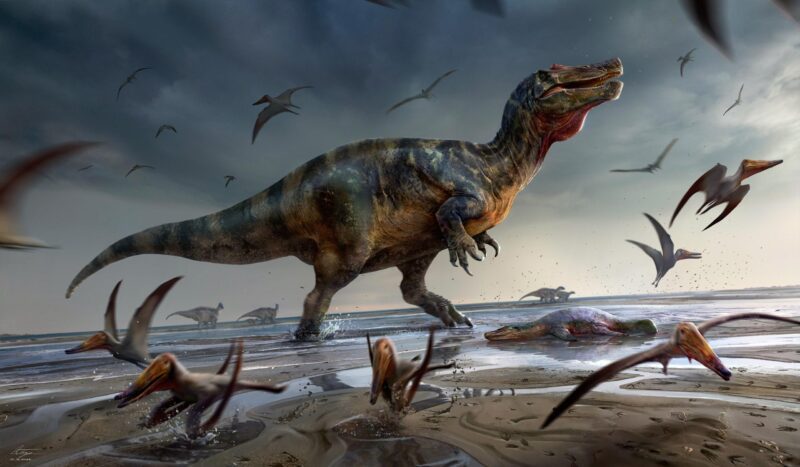 Le plus grand dinosaure prédateur d'Europe mis au jour sur l'île de Wight